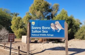 The Sonny Bono Salton Sea National Wildlife Refuge: A Vital Oasis in the Desert