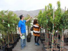 IID’s Popular Tree for All Program Returns This Fall