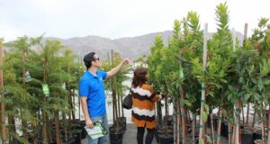 IID’s Popular Tree for All Program Returns This Fall