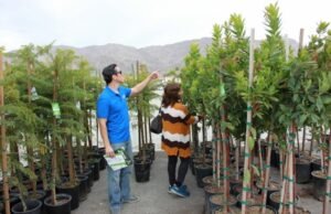 IID’s Popular Tree for All Program Returns This Fall